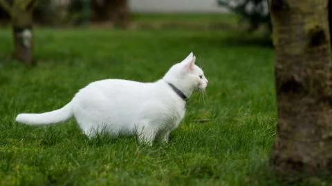 White cat on grass Stock Photos