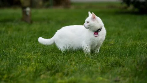 White cat on grass Stock Photos