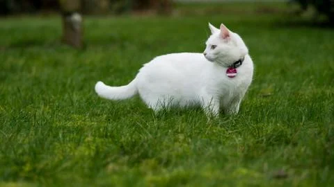 White cat on grass Stock Photos