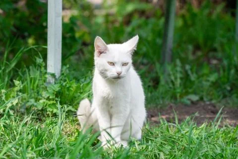 White cat in the grass Stock Photos