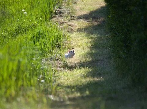 White Cat in the Grass Stock Photos