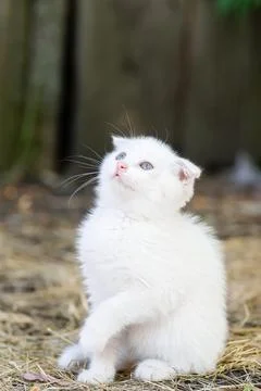 White cat in the grass. Stock Photos