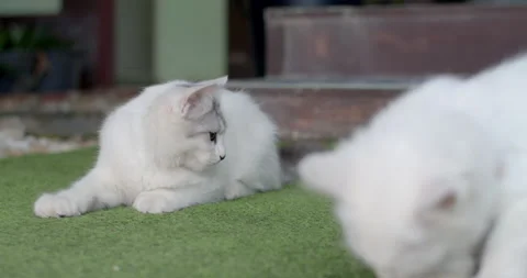 A white cat with gray stripes is looking at something.A white cat with gray. Stock Footage 284754670