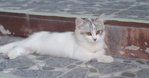 A white cat with gray stripes is looking at something.A white cat with gray. Stock Footage 284755109