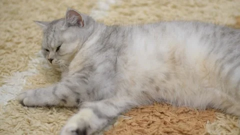 White cat with gray stripes sits on the couch and looks directly at the camera.  Stock Footage 181547337