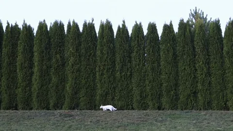 A white cat on a green background Stock Footage 259414424