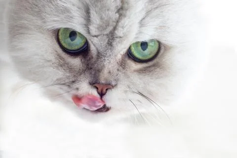 White cat with green eyes licks, portrait Stock Photos