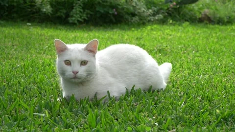 White cat on green grass Stock Footage 164238234