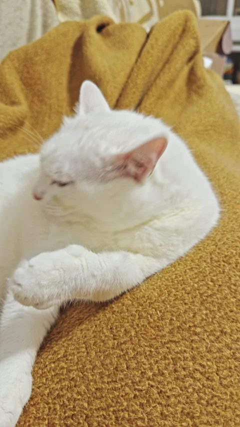 White cat grooming on a blanket 動画素材 338294468