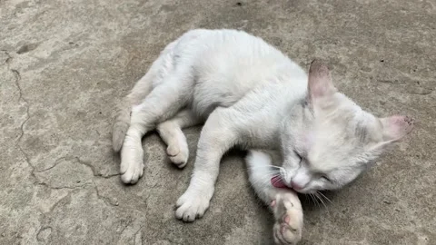 A white cat grooming her self. Stock Footage 163282799