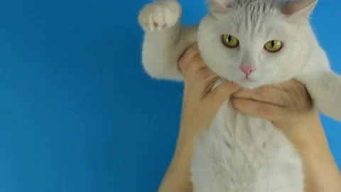 White cat in hands. He is blue. Hands raise and lower the cat. Stock Footage 130690208