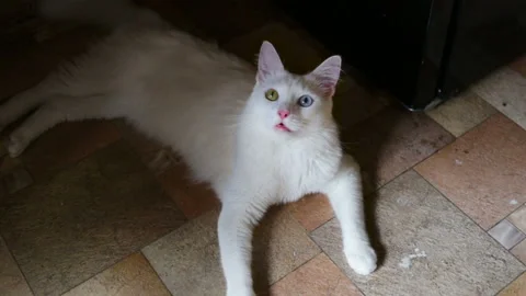 White cat has different colored eyes (complete heterochromia). The cat lies on t Stock Footage 85673552