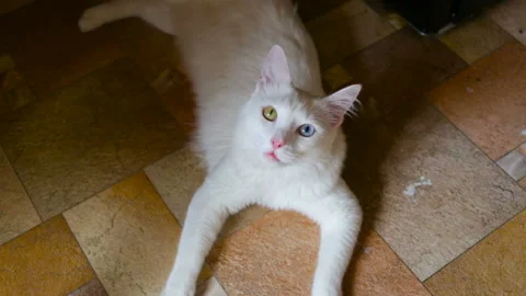 White cat has different colored eyes (complete heterochromia). The cat lies on t Stock Footage 85673575