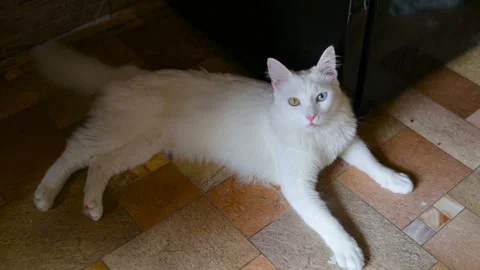 White cat has different colored eyes (complete heterochromia). The cat lies on t Stock Footage 85673582