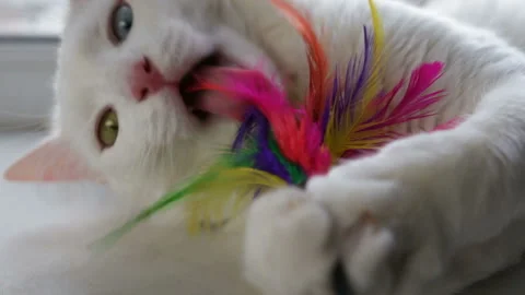 White cat has different colored eyes (complete heterochromia). The cat caught th Stock Footage 85673659