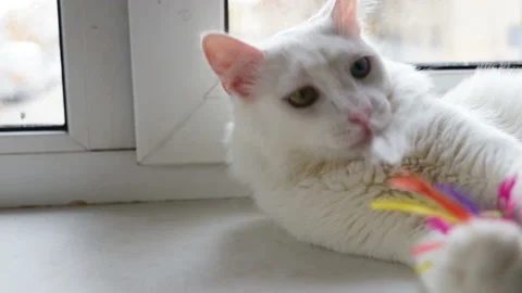 White cat has different colored eyes (complete heterochromia). Rips out a patch  Stock Footage 85673673