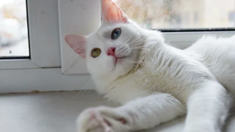 White cat has different colored eyes (complete heterochromia). Lies on the windo Stock Footage 85673674