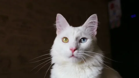 White cat has different colored eyes (complete heterochromia). Cat is playing tr Stock Footage 85673704