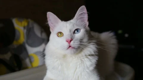 White cat has different colored eyes (complete heterochromia). The cat sits on t Stock Footage 85673711