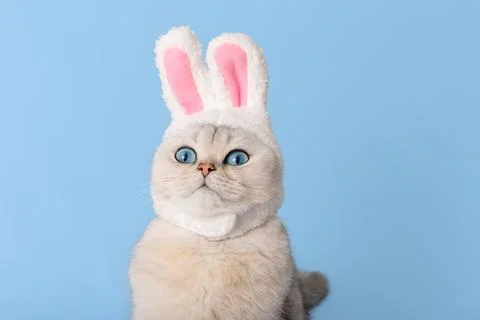 White cat in hat with bunny ears on blue background Stock Photos