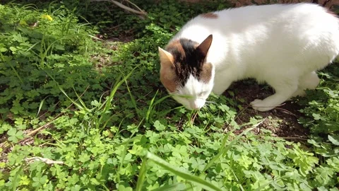 White cat having fun in the green garden with clovers on a sunny day Stock Footage 219195427