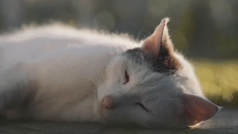 White cat head - lying down Stock Footage 107149006