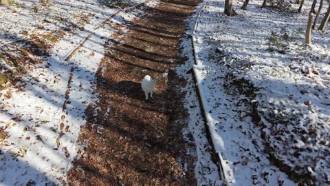White Cat Hiding from Cold Under Wooden Roof Stock Footage 327056846