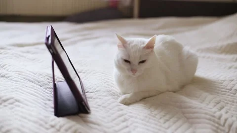 A white cat at home lies on a bed with a tablet Stock Footage 170952550