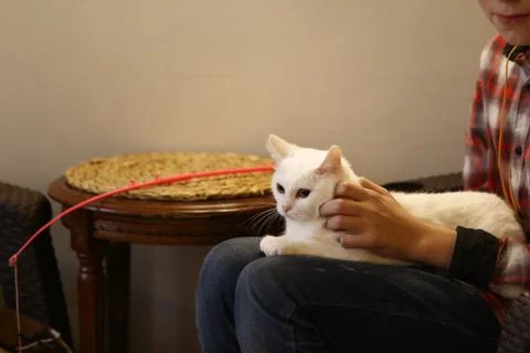 White cat on human lap with stroking hands Stock Photos