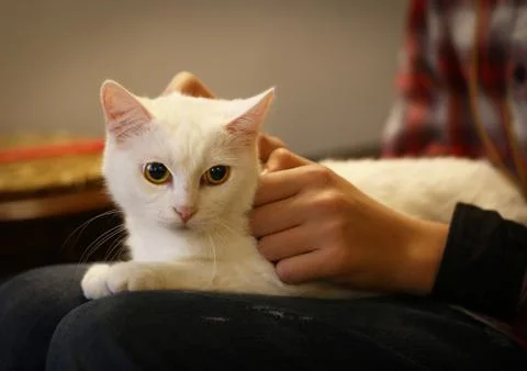 White cat on human lap with stroking hands Stock Photos