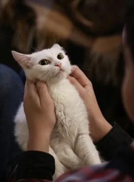White cat on human lap with stroking hands Stock Photos