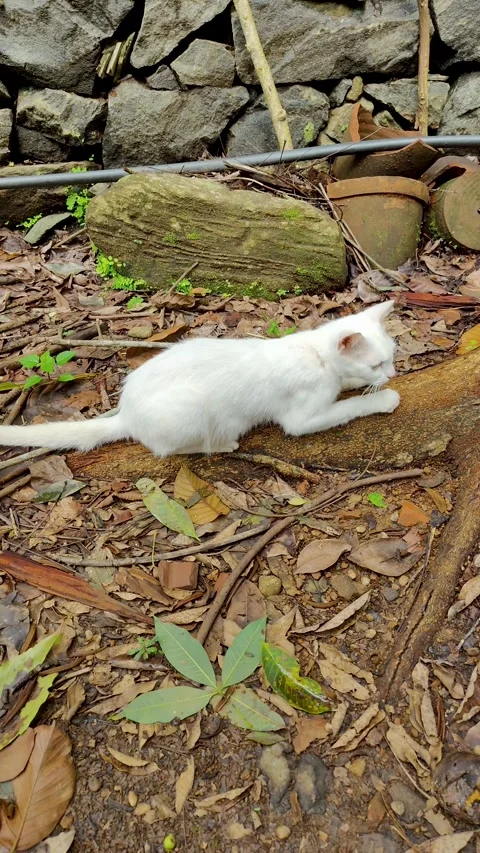 A white cat intensely claws at the exposed root of a tree Stock Footage 312695471