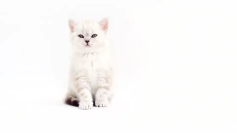 White cat isolated on white background. Kitten on a white background. Stock Footage 171547781