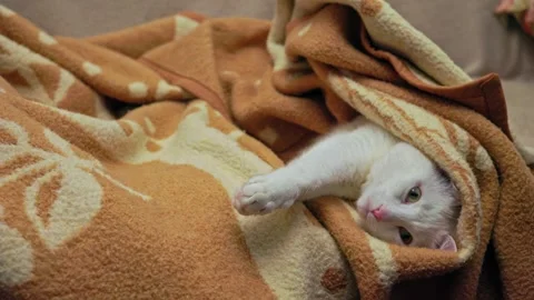 A white cat with its paws outstretched looks at the camera close-up, a pet is Stock Footage 241826561
