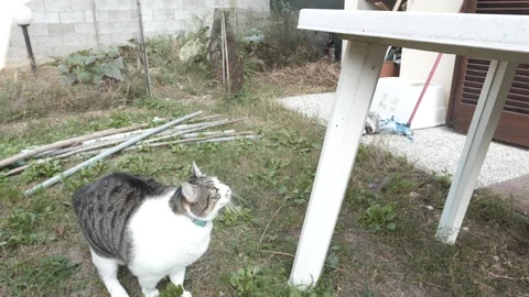 White cat jump from ground to table camera slowmotion 4k Stock Footage