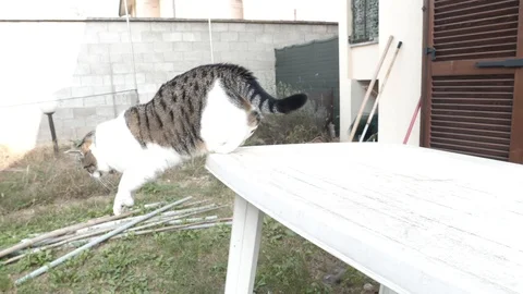 White cat jump from table to ground slowmotion 4k Stock Footage 96193802