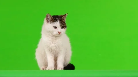 White cat leaves a screen frame on a green screen Stock Footage 103363257