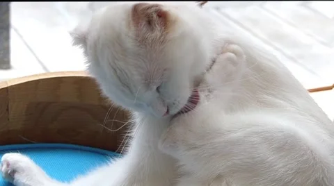 White cat licking Stock Footage 52725104