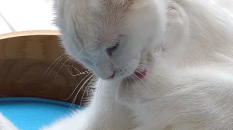 White cat licking Stock Footage 52725147