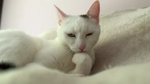 White cat licking paw while lying on a blanket, close-up Stock-Footage 312557560