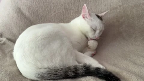 White cat licking paw while lying on a blanket, close-up Stock Footage 312557808
