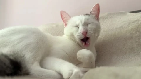 White cat licking paw while lying on a blanket, close-up Stock-Footage 312557822