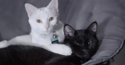 White Cat Licks Black Cat Stock Footage 150596862