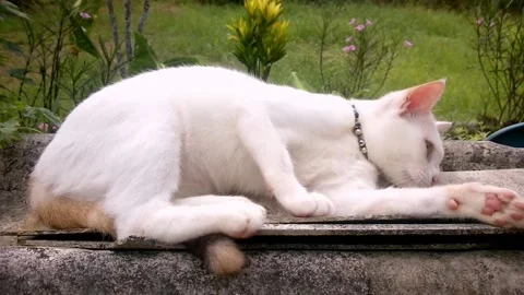 A white cat licks herself cleans happily outside the flower garden. Stock Footage 203897436