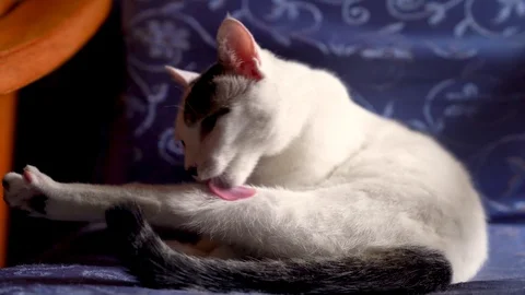 A white cat licks himself on a blue chair Stock Footage 124573706