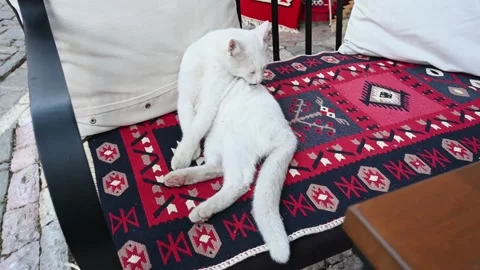 A white cat licks its fur. A cute cat is lying on the carpet. Stock Footage 162934643