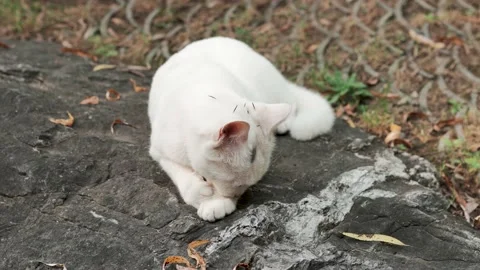 White cat licks its paws Stock Footage 218292722