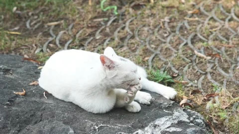 White cat licks its paws Stock Footage 218292923