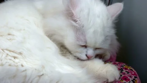 The white cat licks, washes itself Stock Footage 156051873