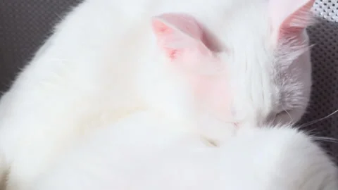 The white cat lies and washes. Stock Footage 149744656